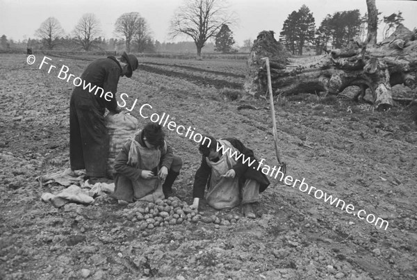 ST MARY'S ON THE LAND SOWING POTATOES